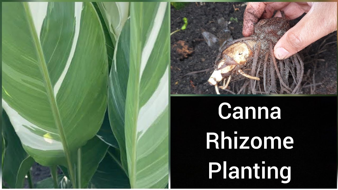 Canna Stuttgart Rhizome Planting| Alternative to Musa Florida!!