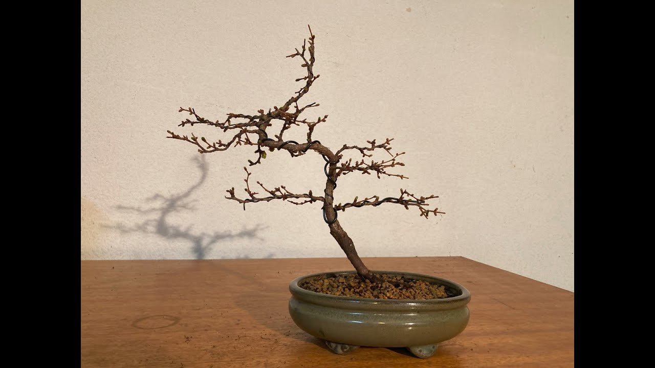 Bonsai Paper Lanterns Japanese Larch - repot and wiring