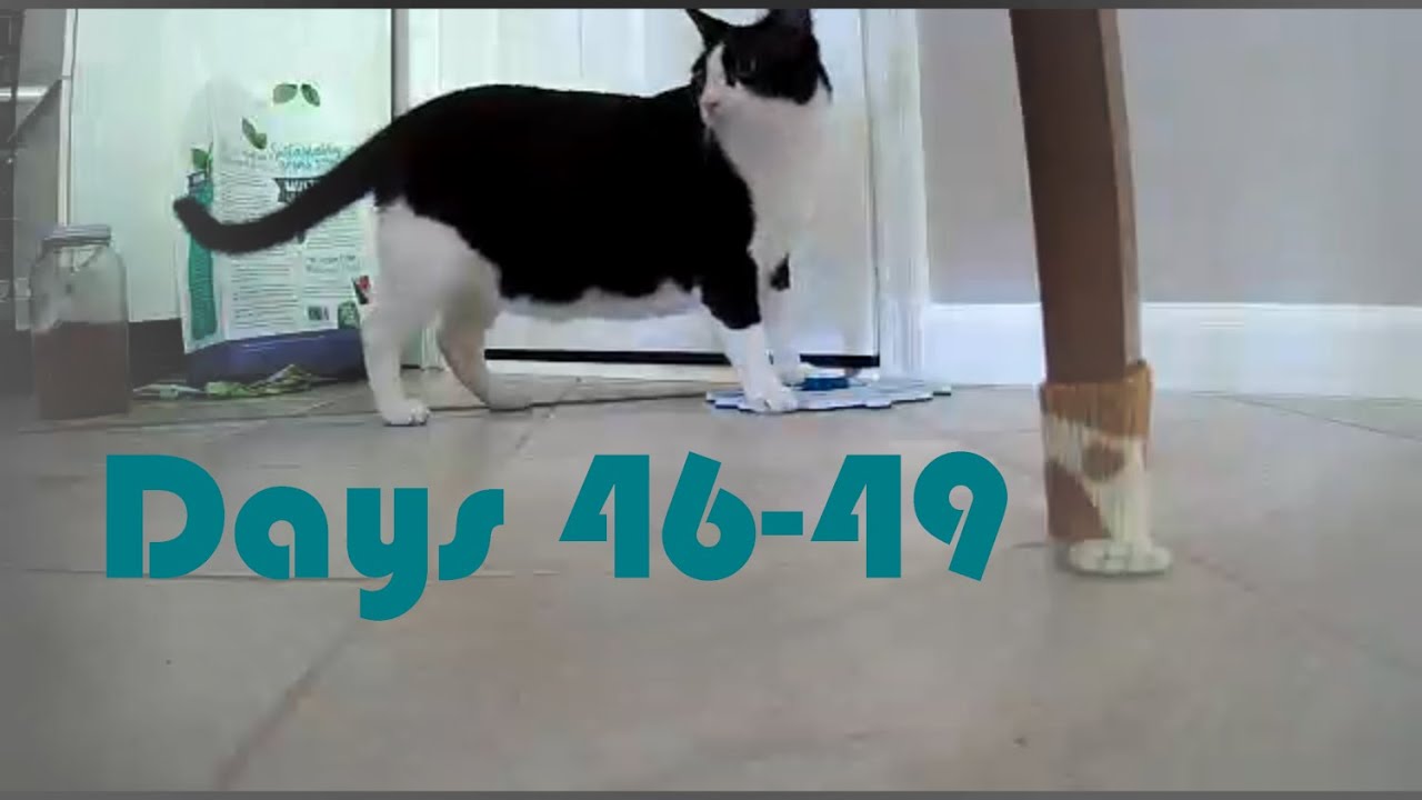 Days 46-49 | Signs of Progress! (2/3) | Teaching Our Cats to Talk