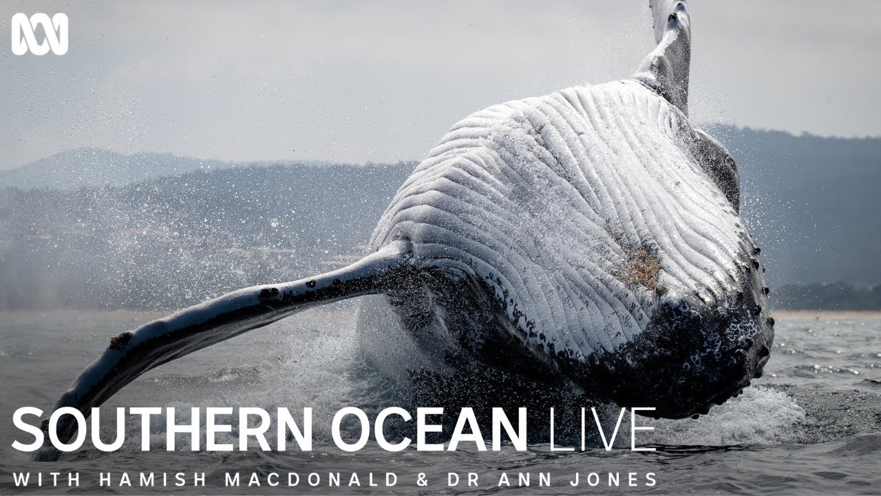 Scientists use drones to collect samples of humpback whale snot | Southern Ocean Live