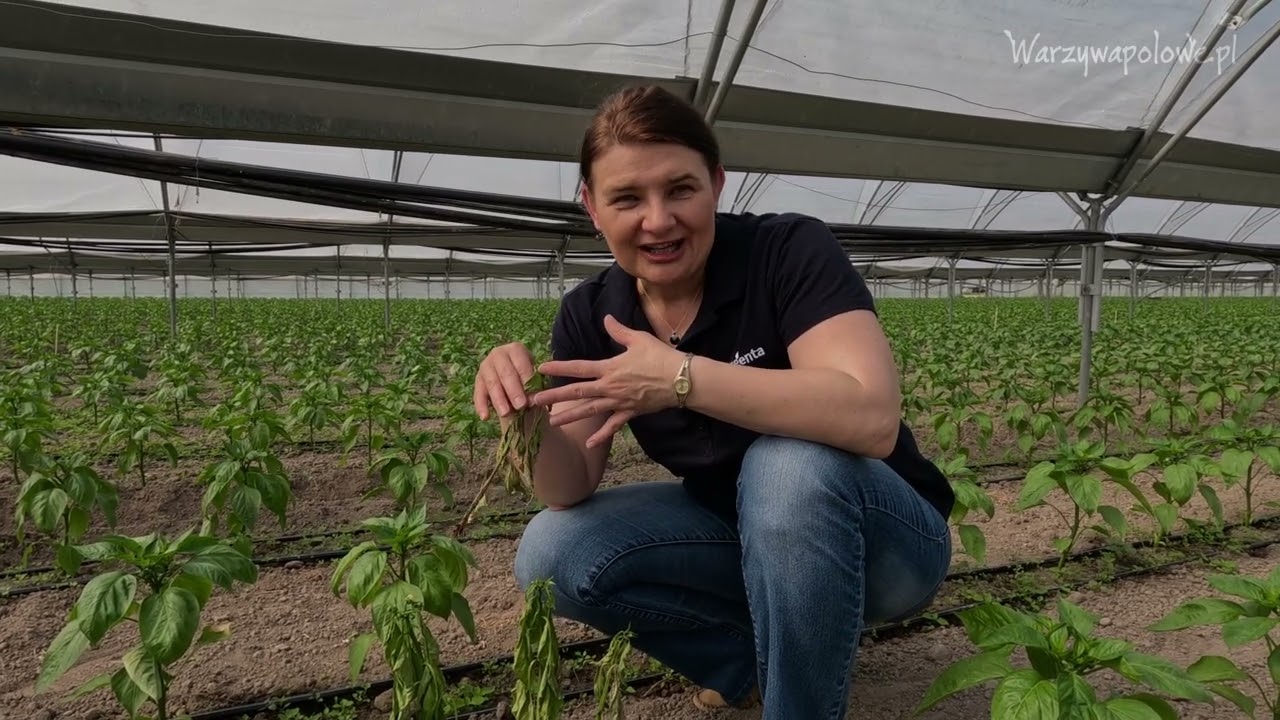 Choroby papryki - fytoftoroza czy zgnilizna twardzikowa. Pierwsze objawy