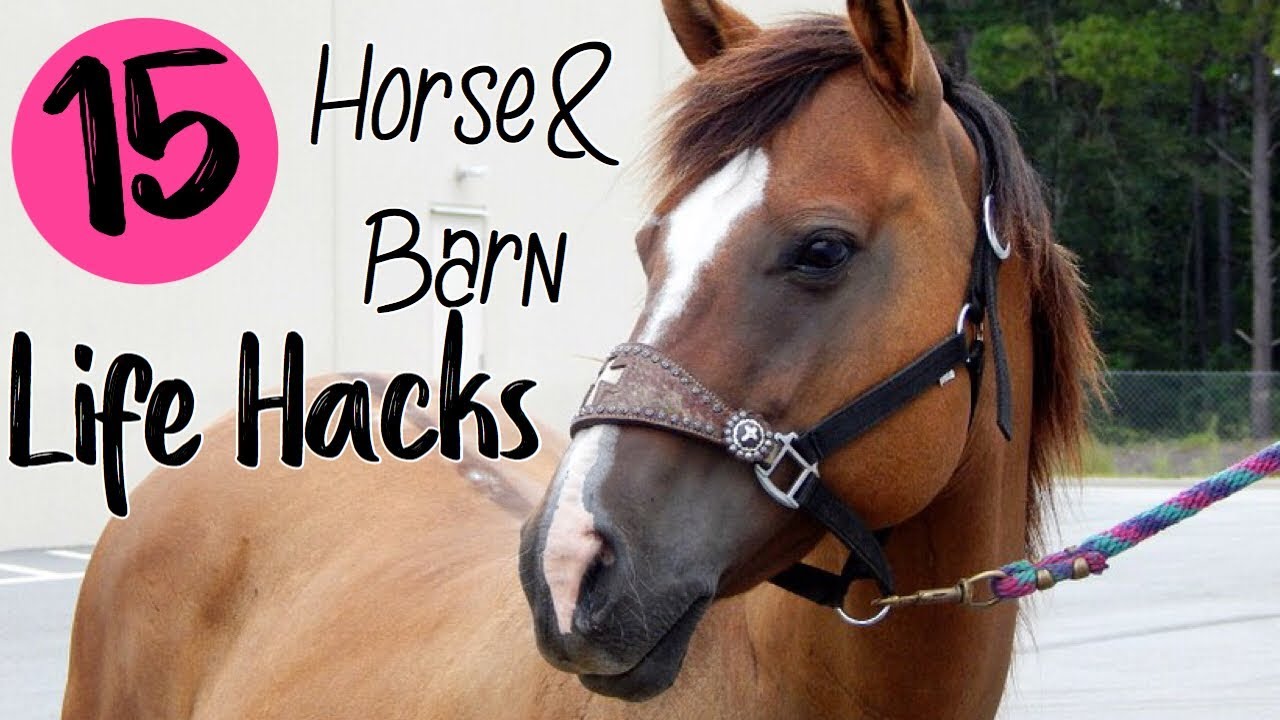 15 EQUESTRIAN LIFE HACKS/TIPS