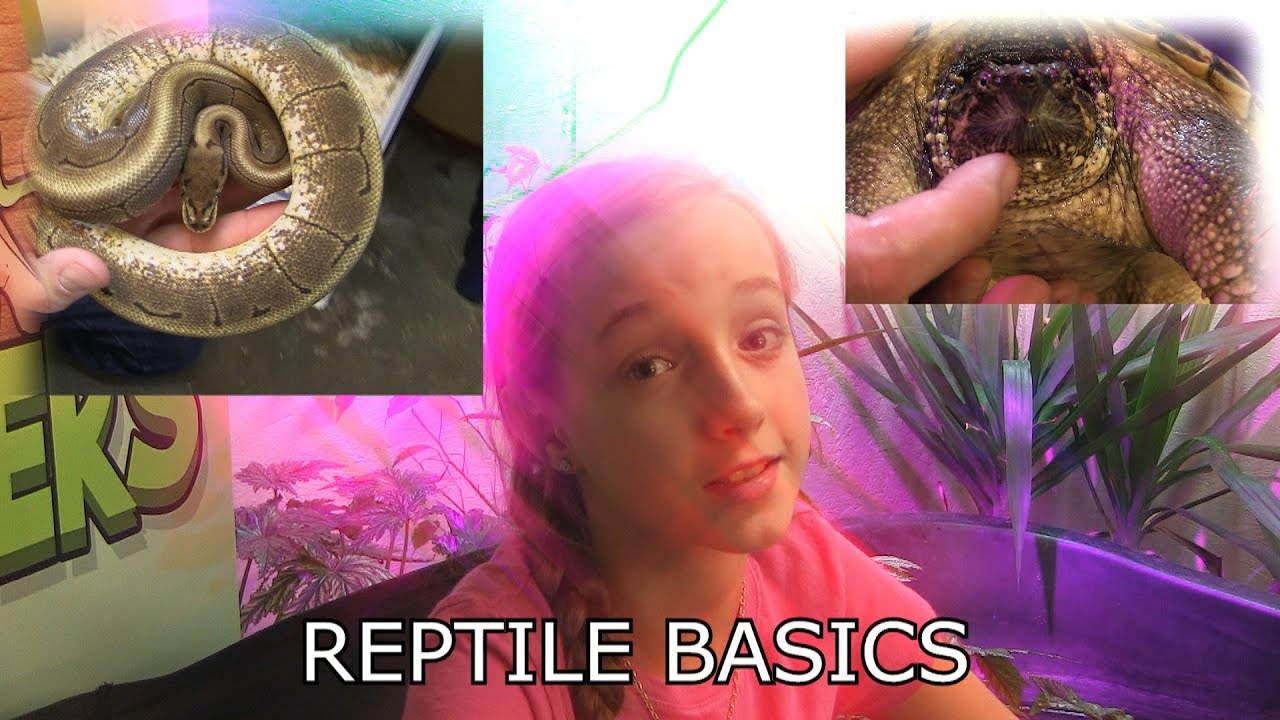 Reptile Basics (Snake Tips & Tricks) SnakeHuntersTV