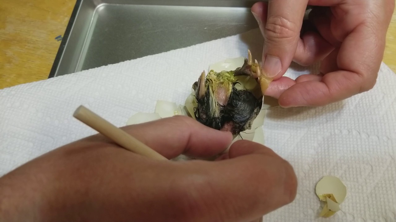 Helping Baby Chick Hatch Out of Egg