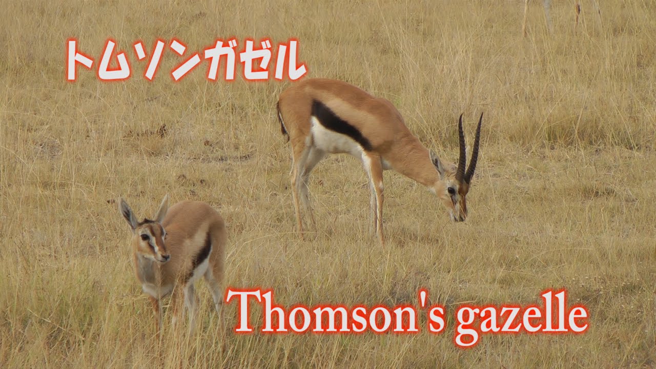 トムソンガゼル　Thomson's gazelle　アフリカ　サファリ　ケニア　Africa Kenya Safari