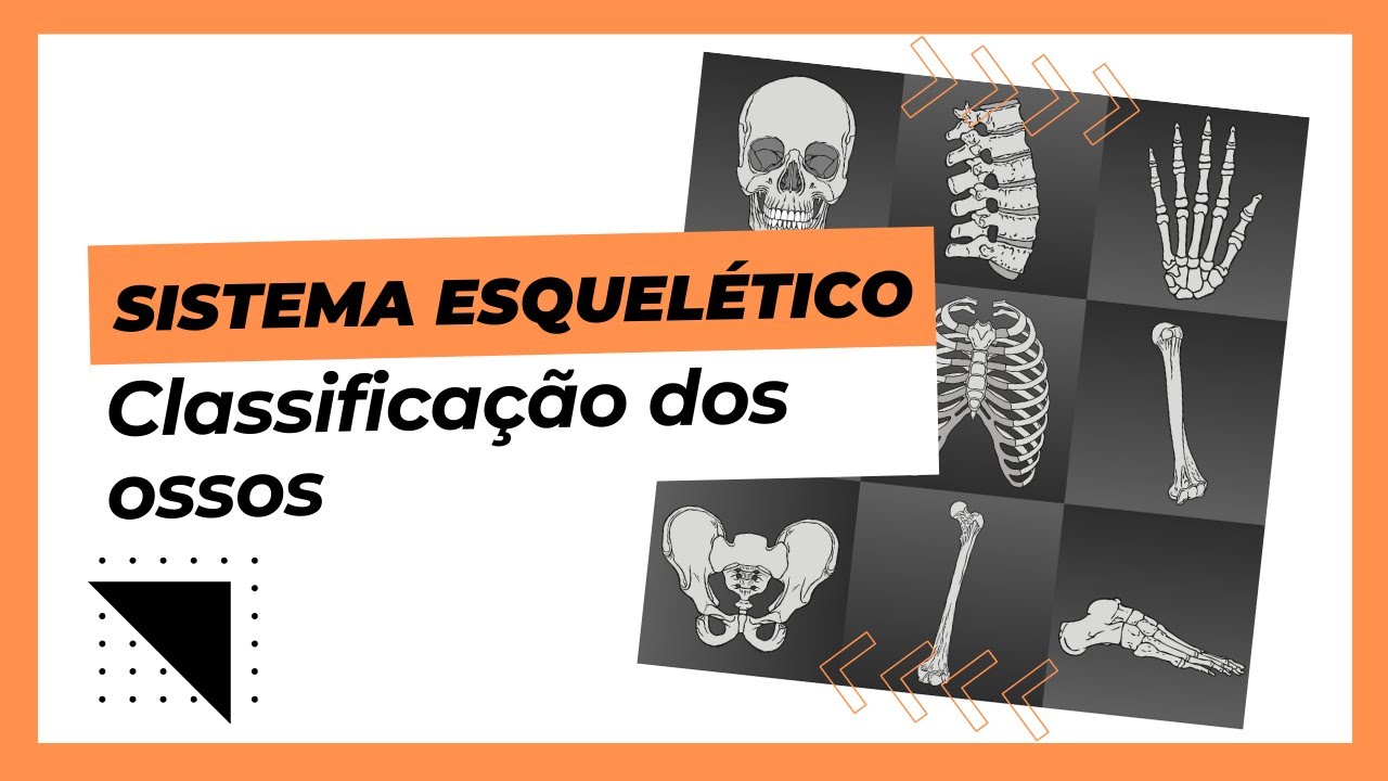 Classificação dos ossos quanto a forma| Definindo quais são os 6 grupos ósseos