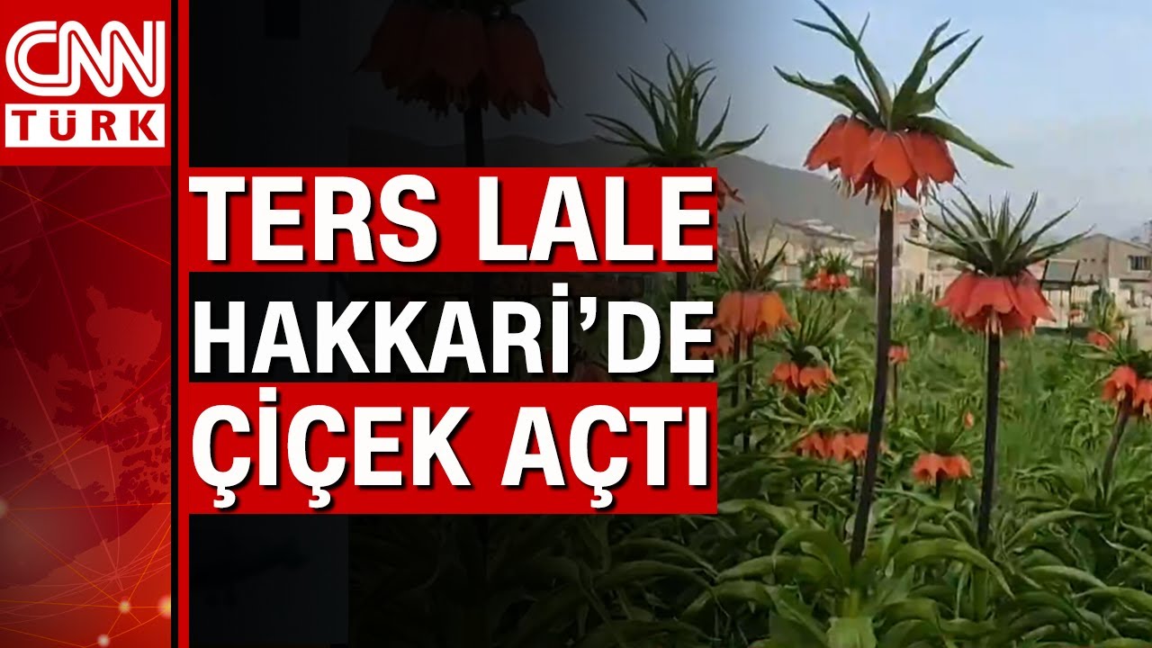 1 aydan fazla yaşayamayan ters laleler çiçek açtı