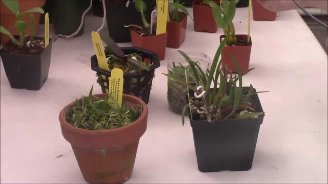 How To Care For Orchid Seedlings