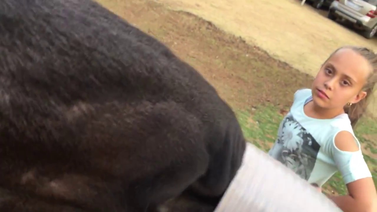 Horse drinks coffee