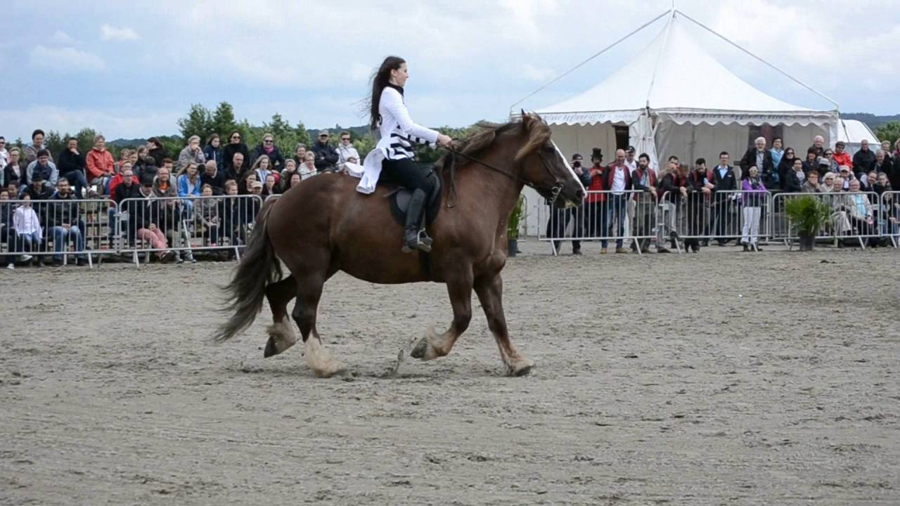 Le Pied à l'Etrier Yffiniac - Cheval de trait de spectacle