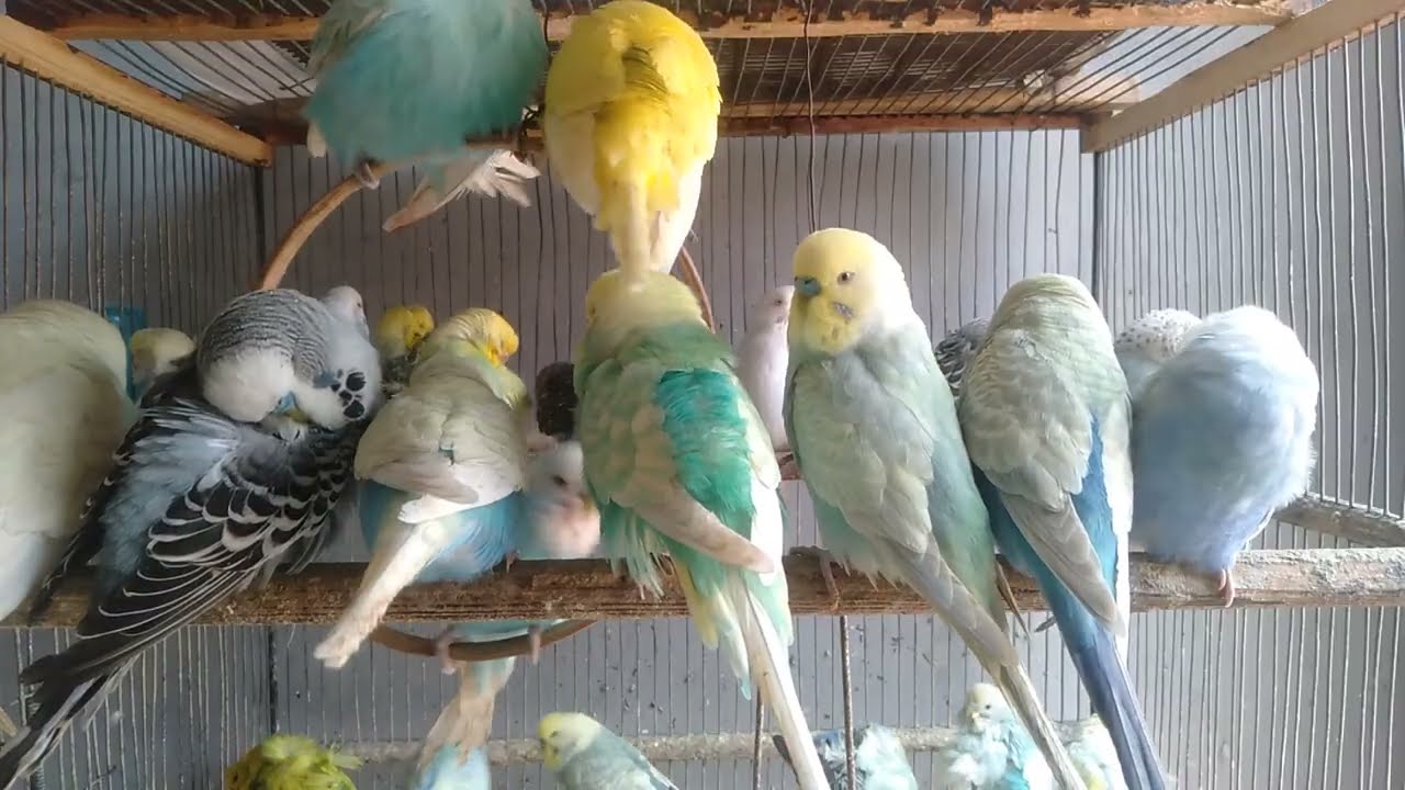 🐤え？セキセイインコがこんなに楽しそうになるの？