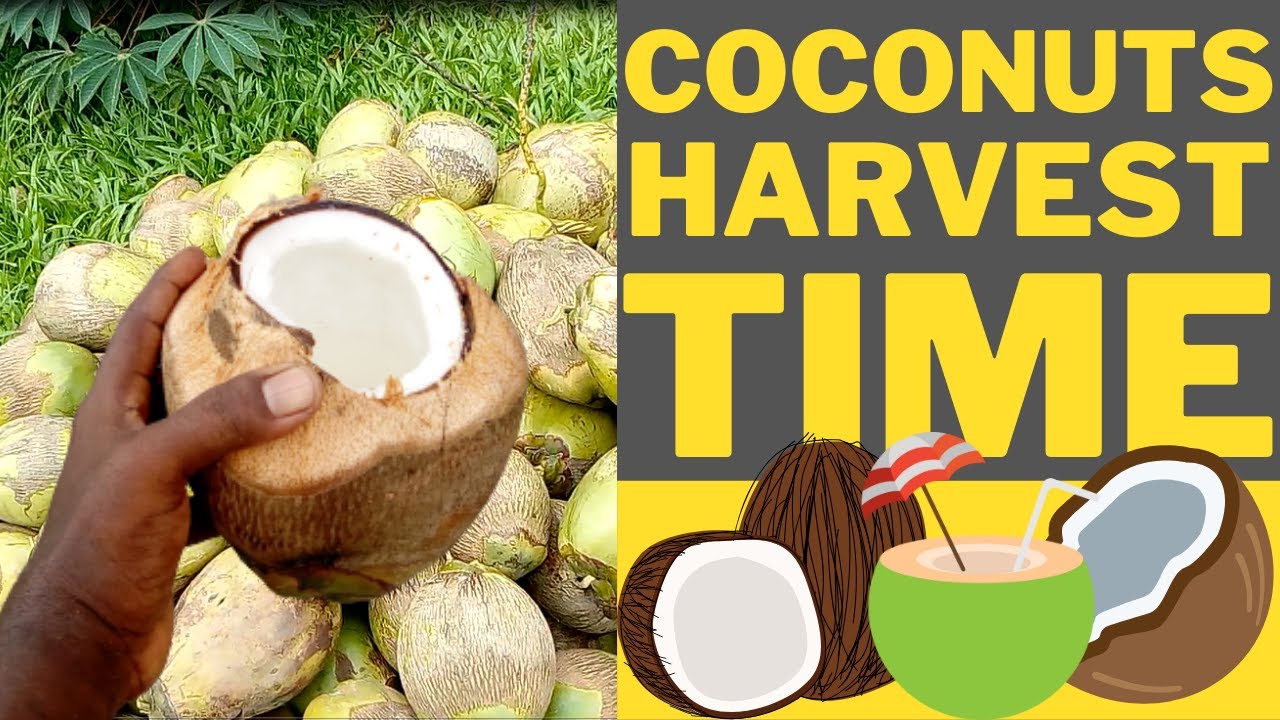 Coconuts Harvesting Time / Harvesting Of Coconut Trees