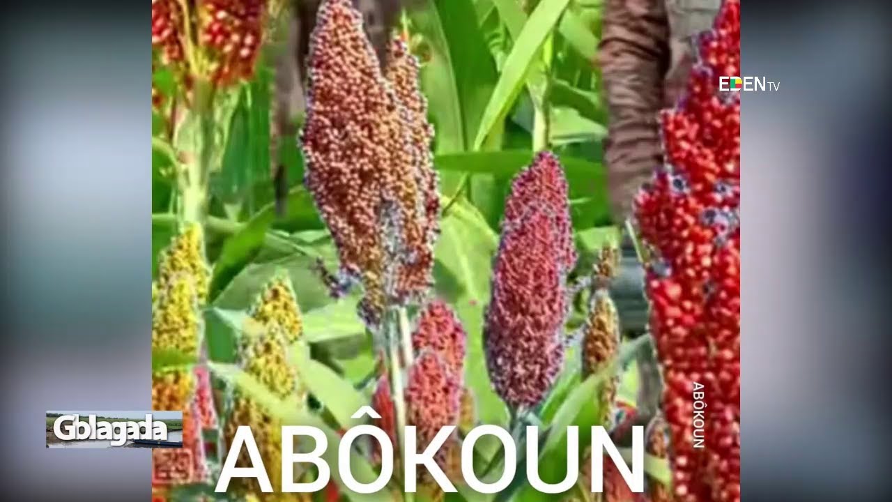 Les vertus de ABOKOUN | Nuyendévo
