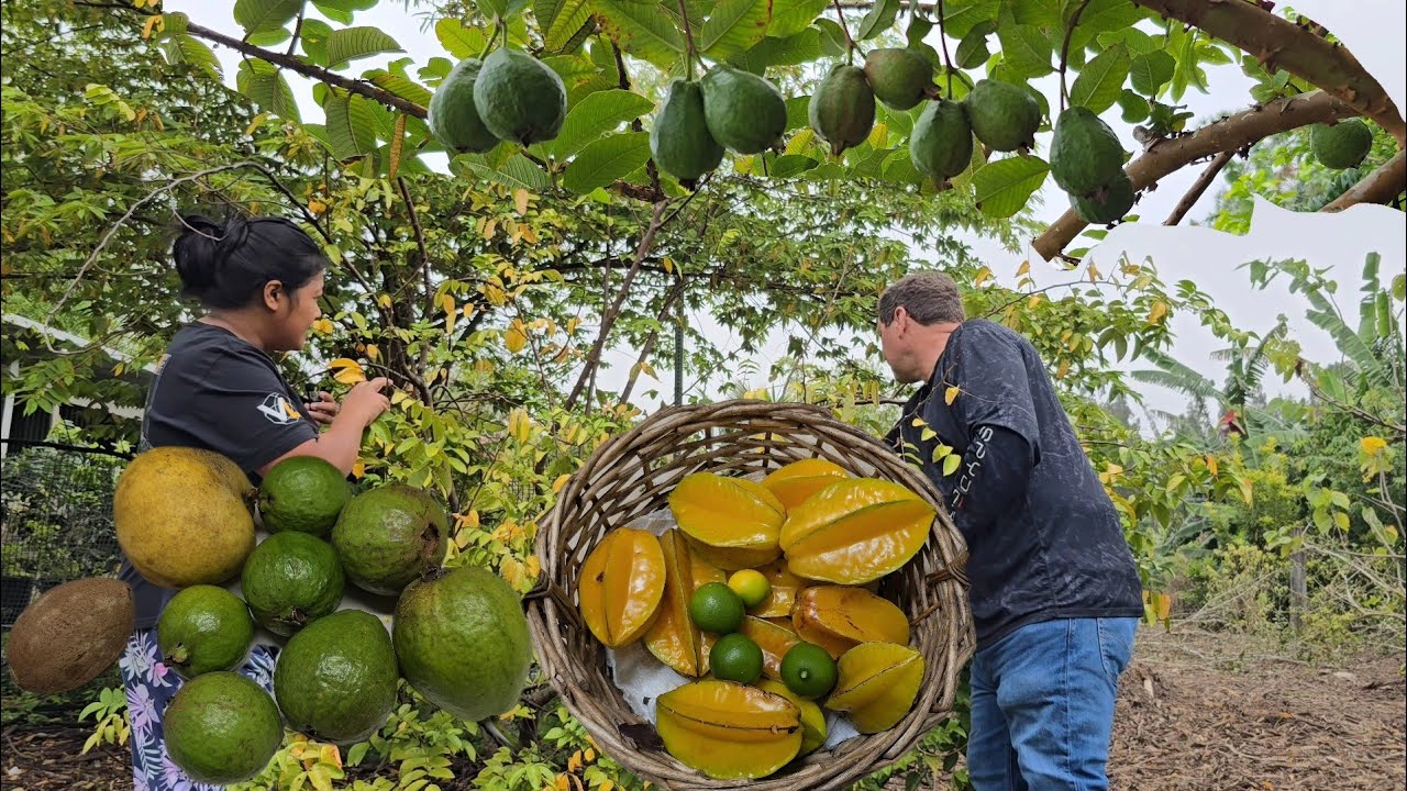 Harvest today: Chico, Star fruit, Bayabas at Lime
