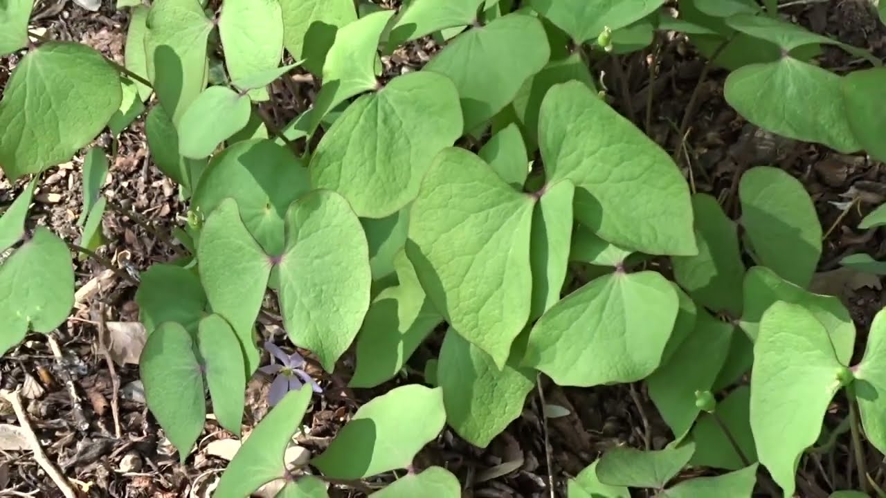 Jeffersonia diphylla (L.) Pers.