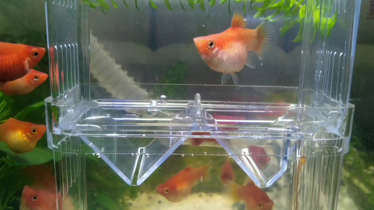 紅球魚連續生產實況