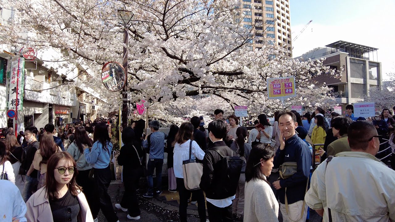 【4K】中目黒の桜 Walk on Nakameguro in Tokyo【2024】