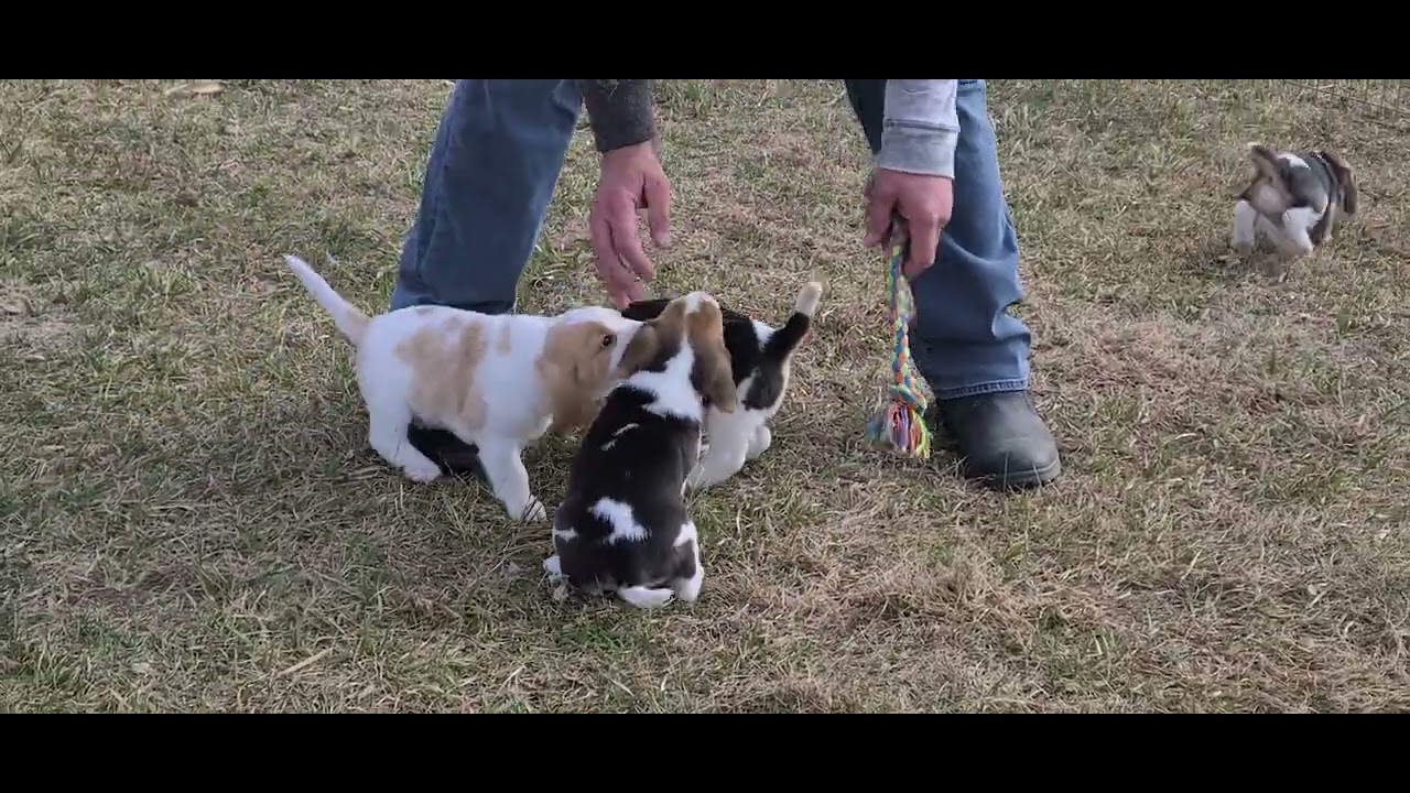 Ellie, 8 wks