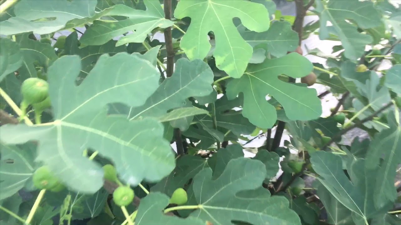 Off the beaten path nursery 2019 in ground fig trees part 6 (10/15)