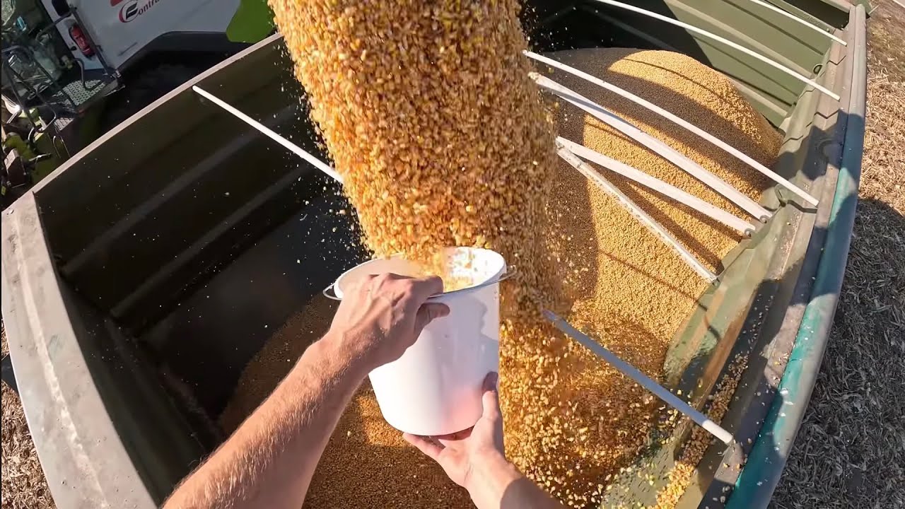 Tak mogłoby sypać wszędzie 😎 Pierwsze poletko doświadczalne kukurydzy w tym sezonie 🌽