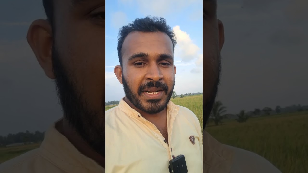 BPH Management | அறக்கொட்டி தாக்கம் விவசாயிகள்தான் காரணம் | அதிக நஞ்சு | Awareness  