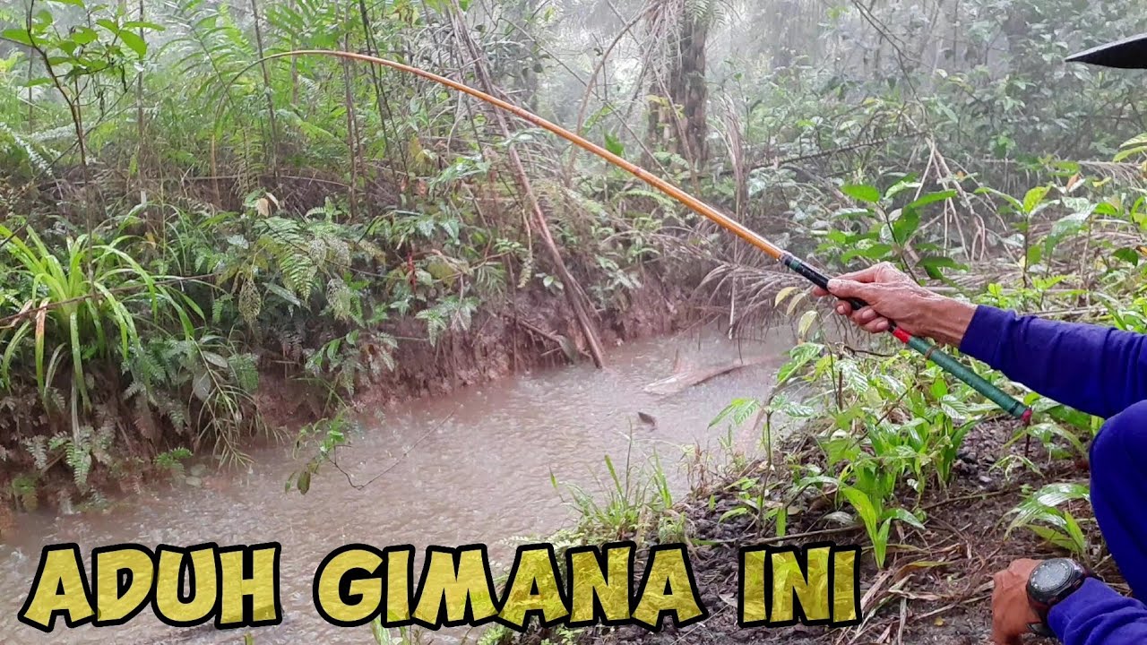 mancing di parit kebun kelapa sawit