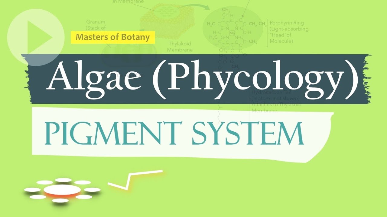 Pigment System | Algae (Phycology)