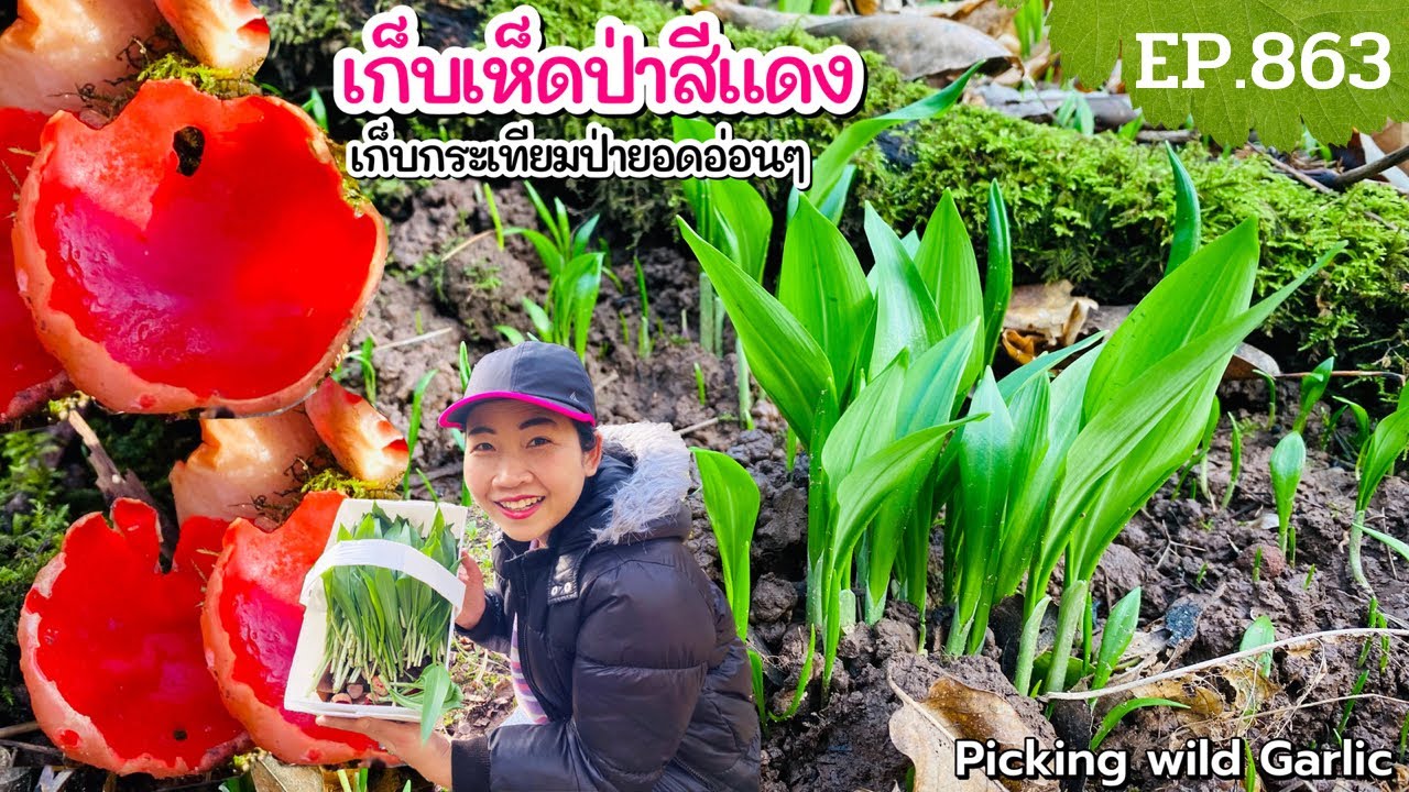 เก็บกระเทียมป่ายอดอ่อนๆ ครั้งแรกของปี‼️(เก็บเห็ดป่าสีแดง) เก็บเห็ดหูหนูอีกแล้ว Picking Wild Garlic