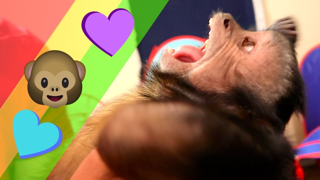 Capuchin Monkey Playroom FUN! (CUTENESS OVERLOAD)