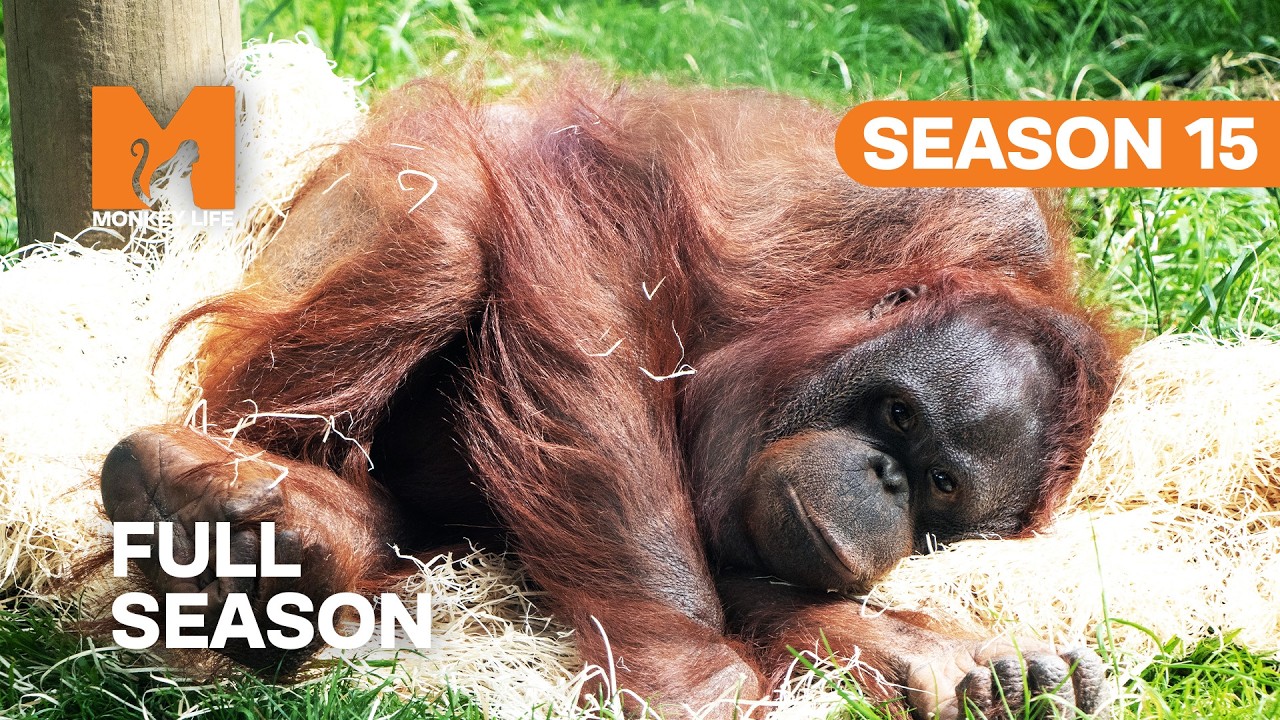 Primate Care in a Pandemic | Season 15 | Full Season | Monkey Life