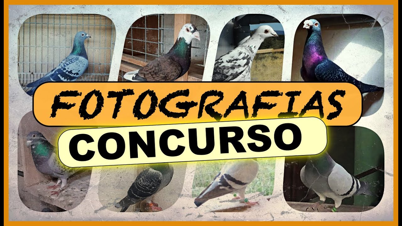 Palomas mensajeras. 👉🏻😉LLEGO EL DIA‼️ CONCURSO FOTOGRAFICO‼️