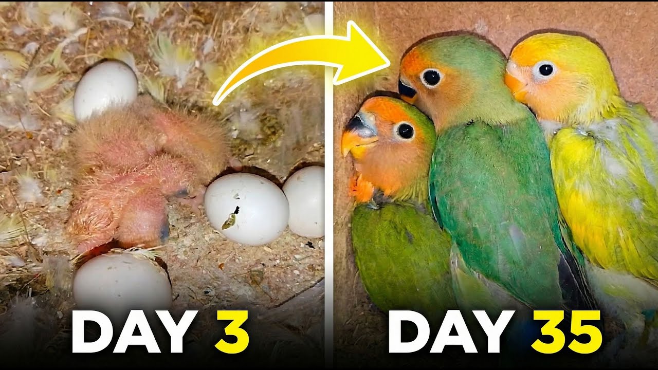 Day 1 to Day 35 | Lovebirds Incredible Growth 🥚🦜