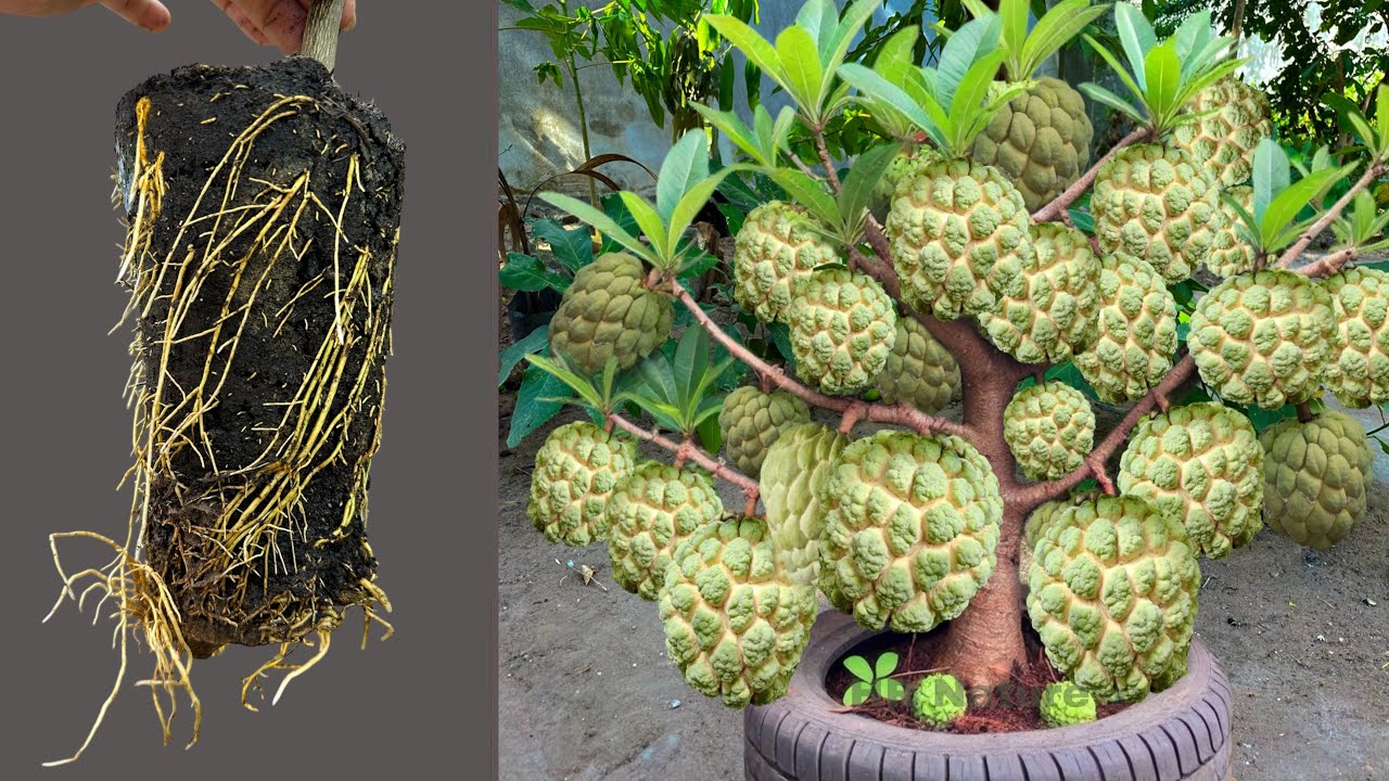 How To Propagate Sweetsop Trees Cutting Faster With Potatoes, how to growing mango trees