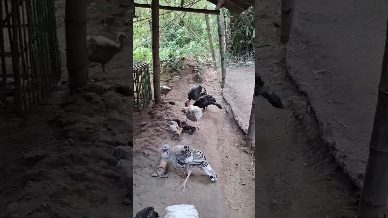 Dito naman ako sa mga may pakpak kung mga Alaga mgbigay ng feeds #Manok #Pato #Pabo #Gansa