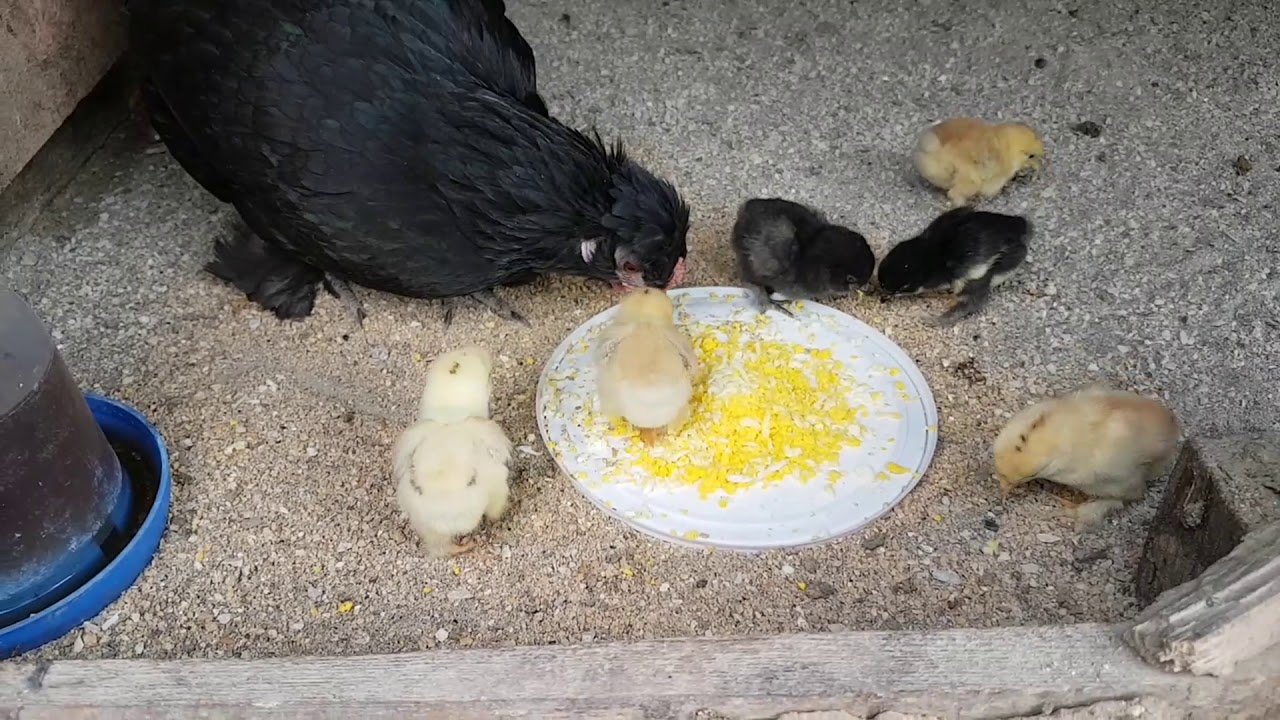 CİVCİVLERİN İLK 1 HAFTA BAKIMI NASIL OLMALI NELER VERİLMELİ ?