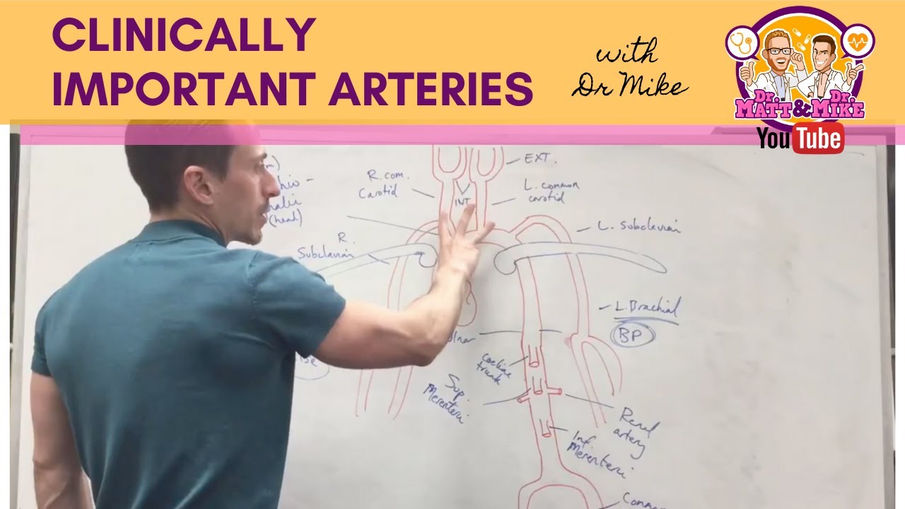 Clinically Important Arteries