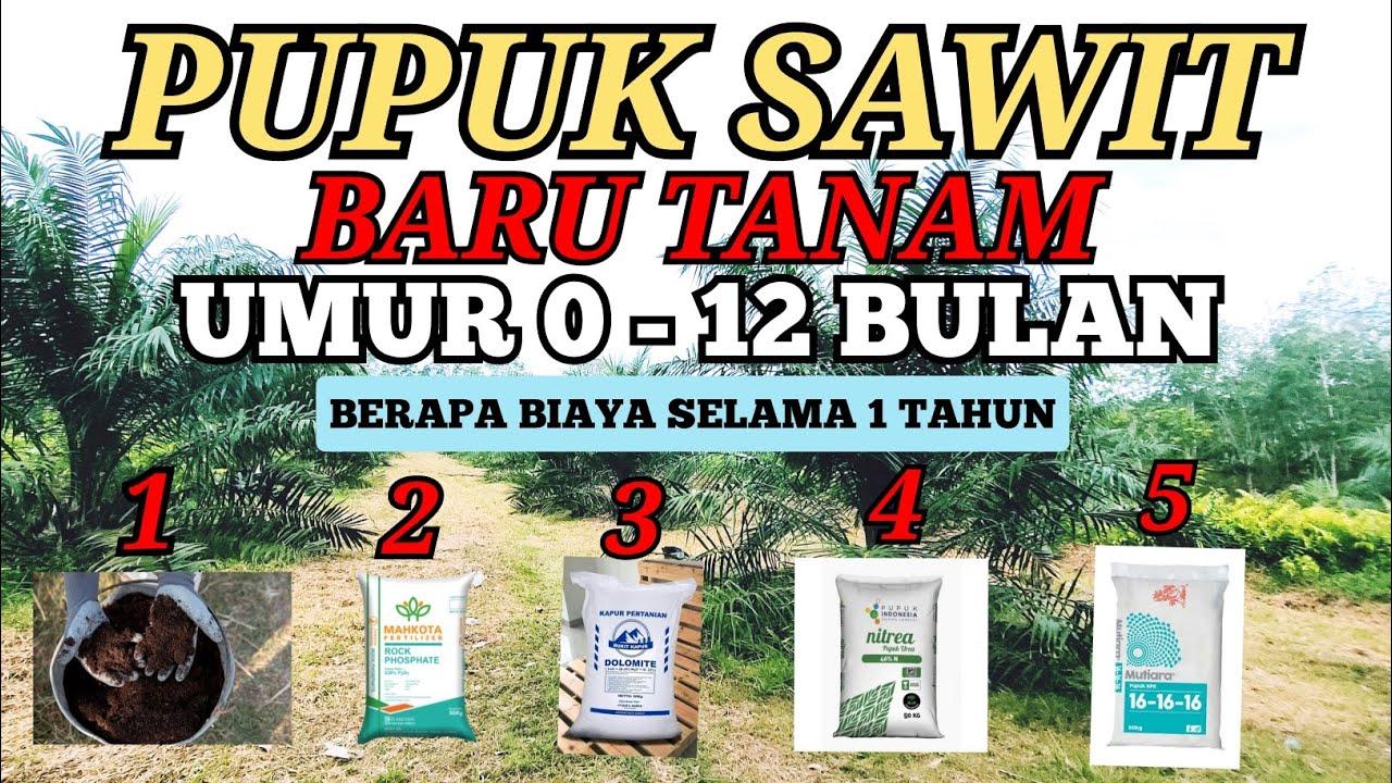 Pupuk Sawit Baru Tanam, Salah Perawatan menyesal seumur hidup !!!