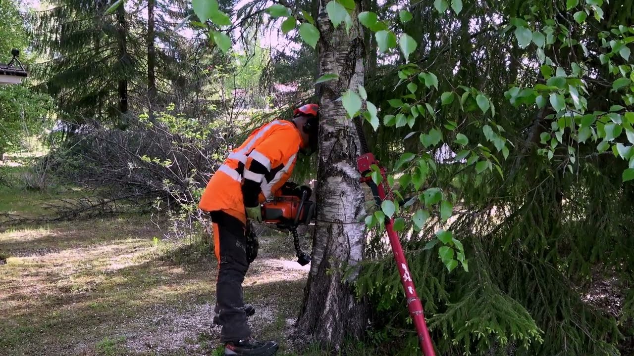 Рок-н-ролльный лесовод: эпическая вырубка деревьев на заднем дворе