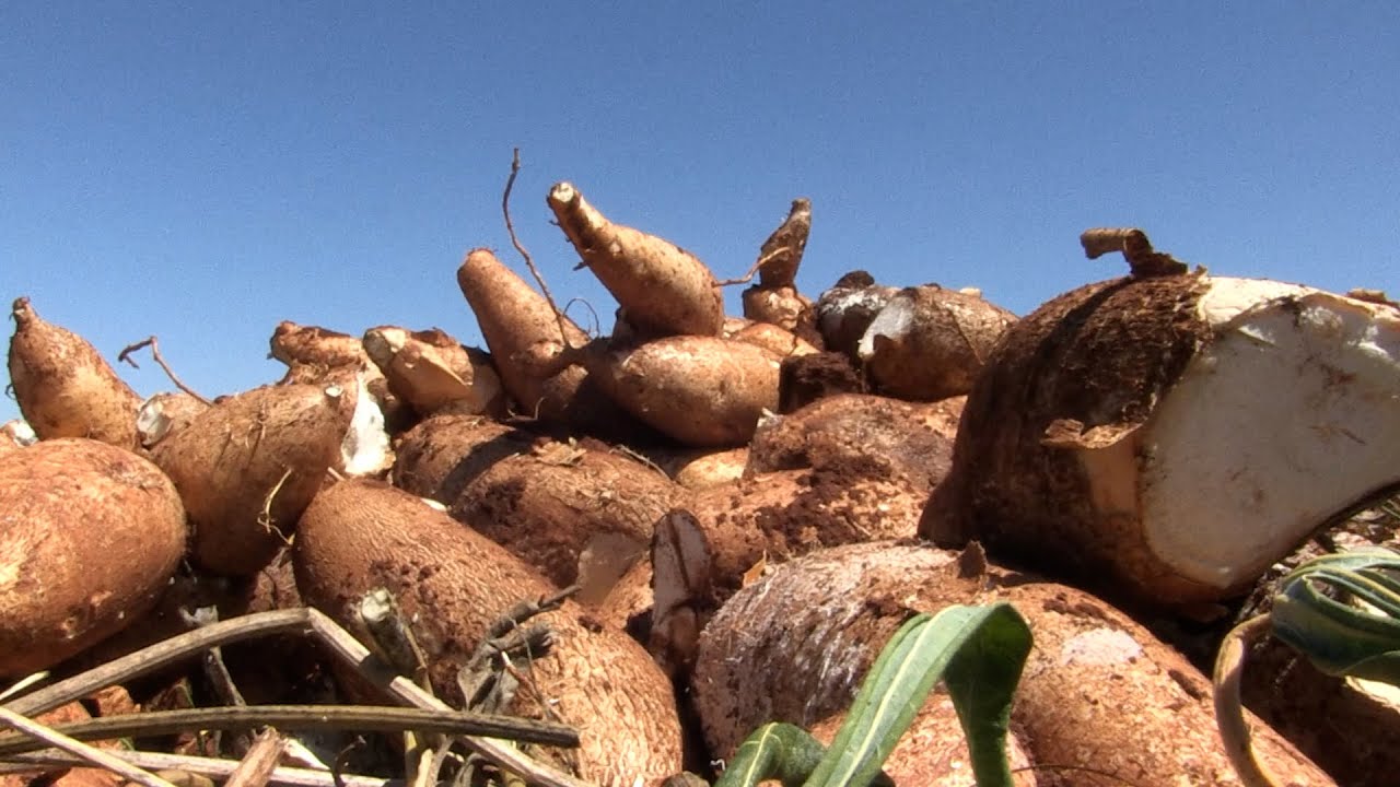 Produção de mandioca: do campo à indústria