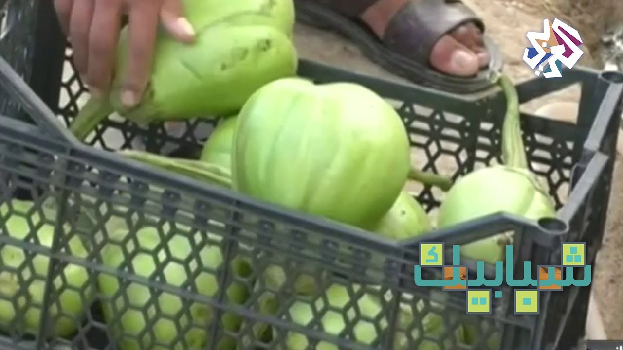 شبابيك | مزرعة للباذنجان في مخيم للاجئين في كركوك