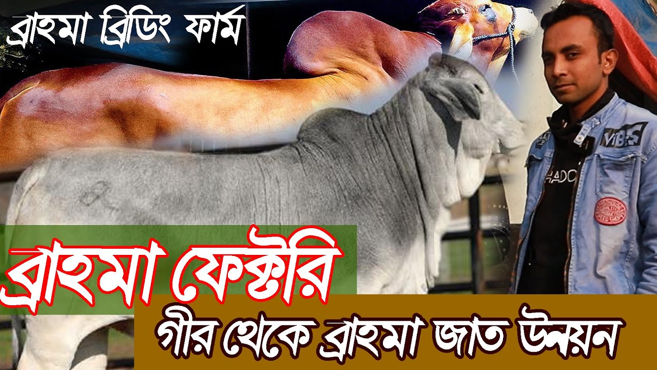 গীর গরুকে ১০০% ব্রাহমা বীজ দিয়ে ৬ বছরে জাত উন্নয়ন করে সফল জয়পুরহাটের ফারুক। ব্রাহমা ব্রিডিং ফার্ম।