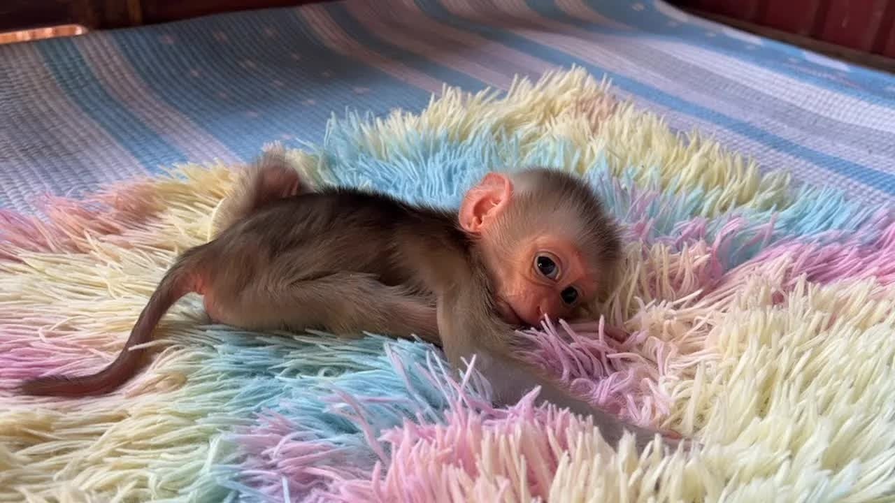 Appealing BB Mato Very Sleepy But Keep Wanna Mom Stay Near Him