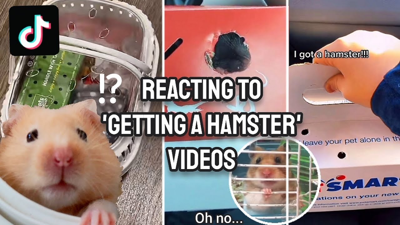 Реакция на видео «Getting a Hamster» в TIKTOK 😳🐹⚠️