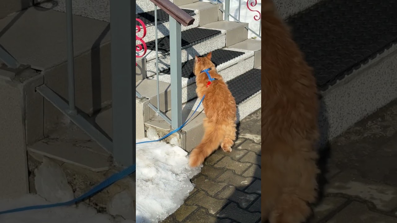Кот Гудвин гулять отказывается #cat #гудвин #рязгис #goodvin