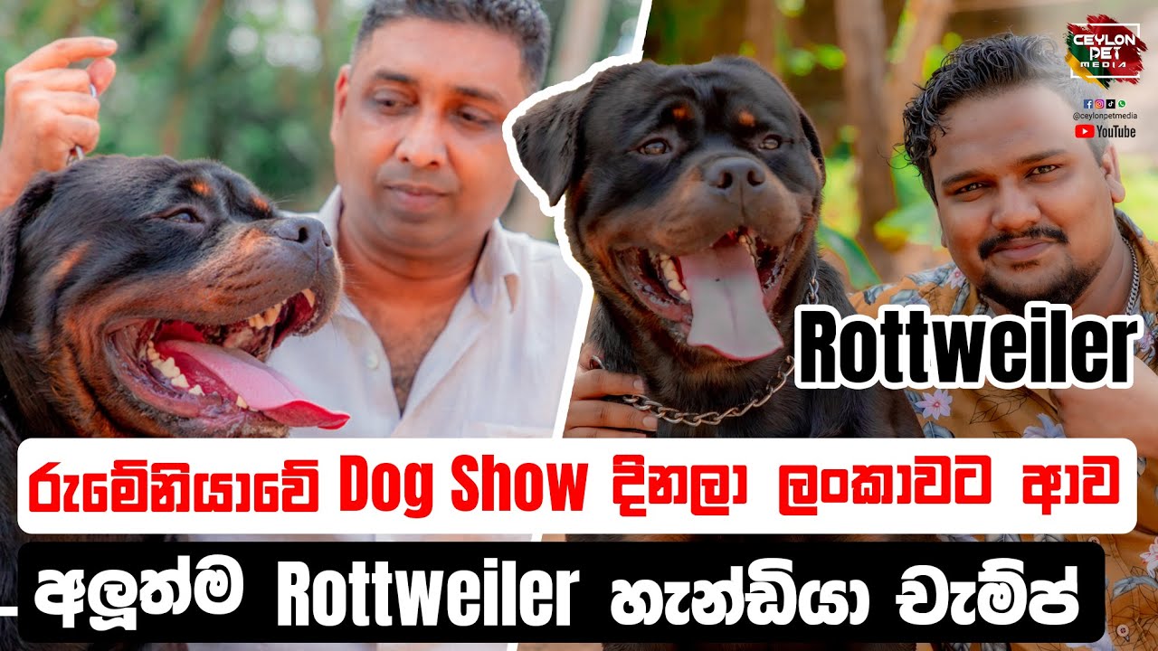 රුමේනියාවේ Dog Show දිනලා ලංකාවට ආව අලුත්ම රොට්වෙයිලර් හැන්ඩියා චැම්ප් | Guard Dog |Ceylon Pet Media