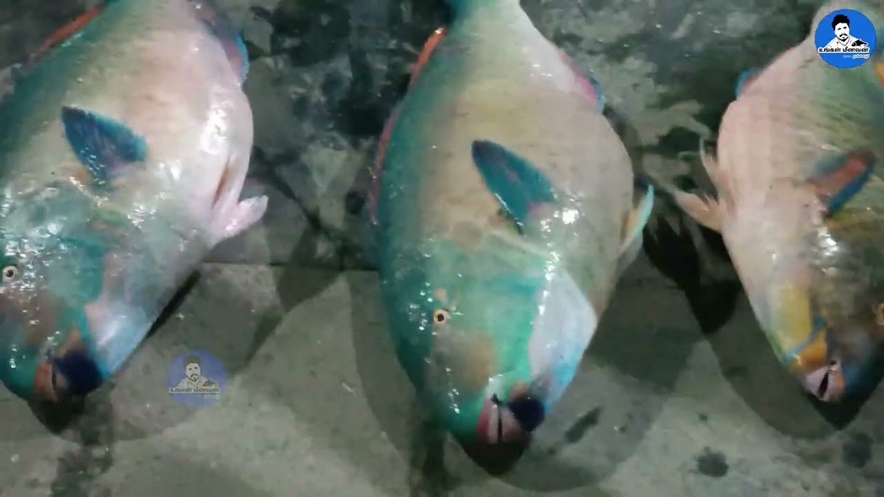 Live exclusive fish auction at Tuticorin | மீன்களை நேரடியாக ஏலம் எடுக்கும் காட்சி