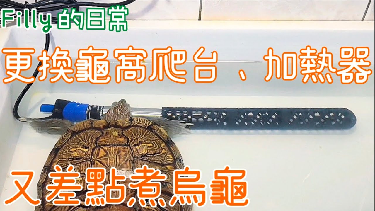更換龜窩爬台、加熱器 又差點煮烏龜
