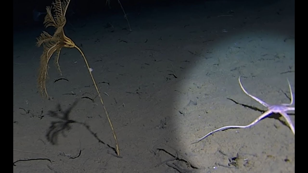 Brittle stars at work in Antarctica!