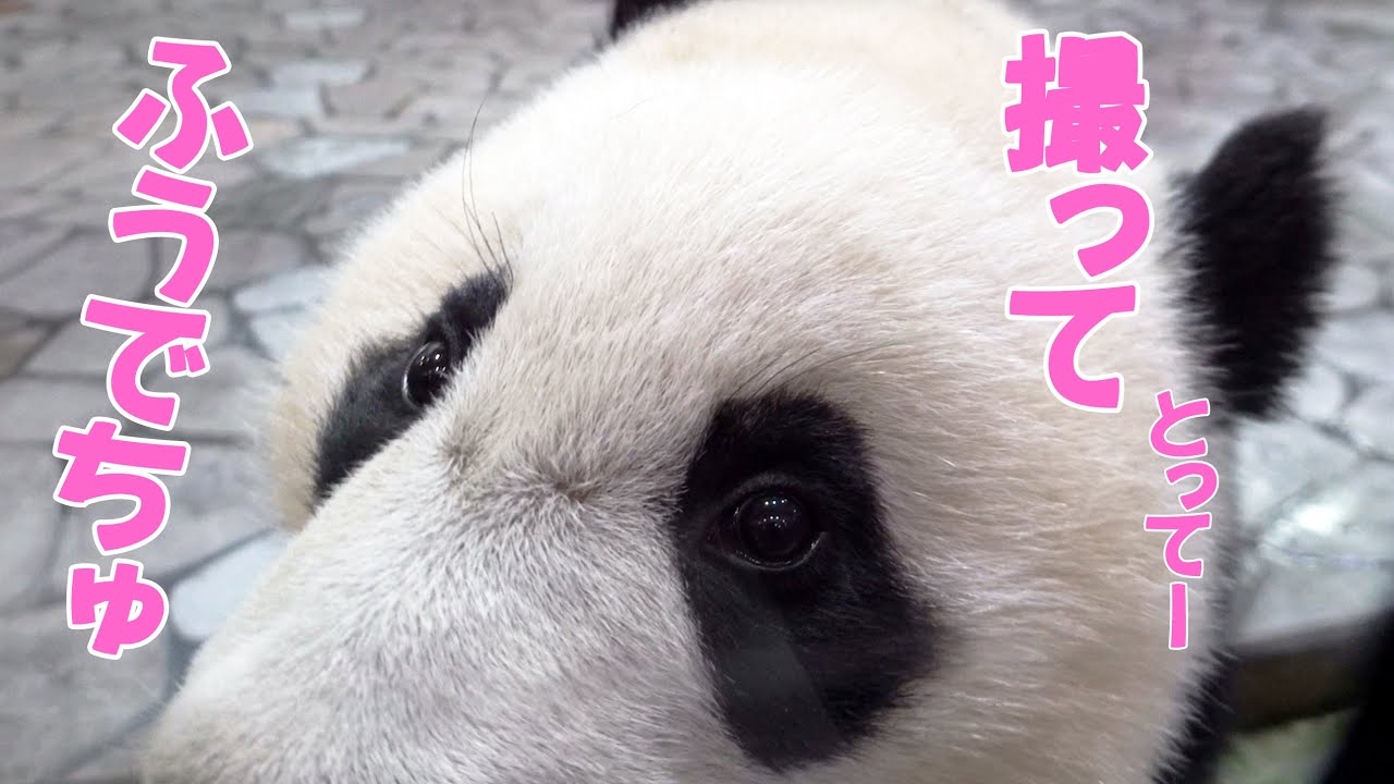 最強楓浜ファンサービス、お客さんに何回も「こんちわでしゅ」、あめでおちょといけないしゅ、カメラと鼻が接触！