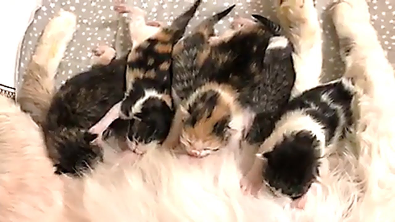 Foster Pregnant Cat Born 6 Suppers Cute Baby Kittens